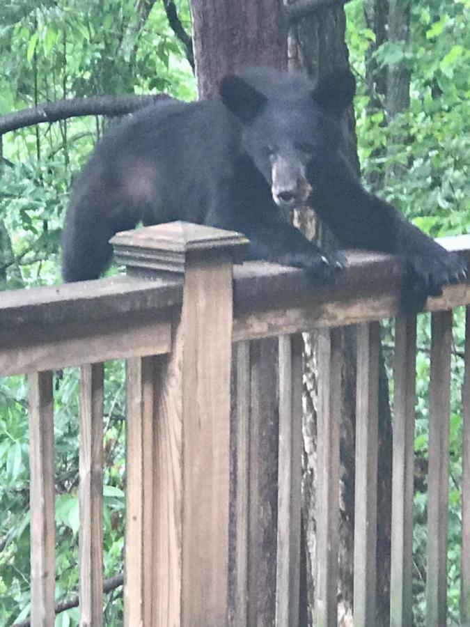Lazy Bear Lodge Valle Crucis Eksteriør bilde